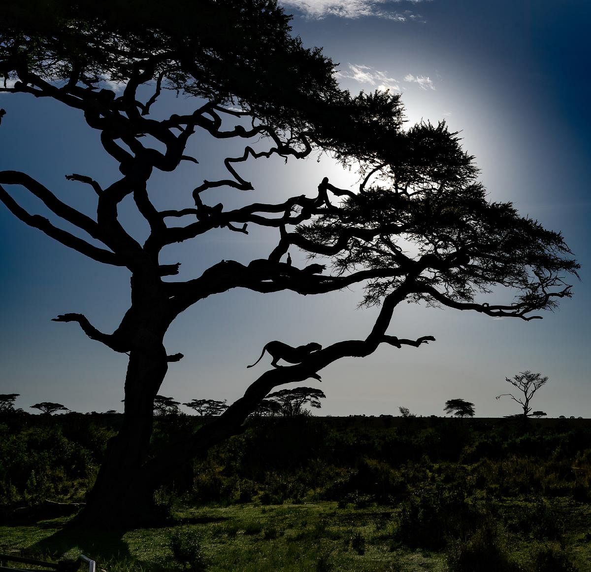Vantage point. Serengeti National Park, Tanzania