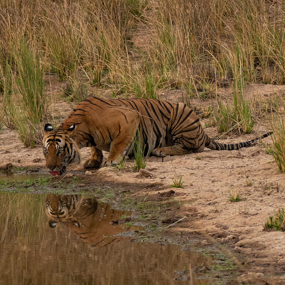 Mirror talk. Bandhavgarh National Park and Tiger Reserve, Madhya Pradesh