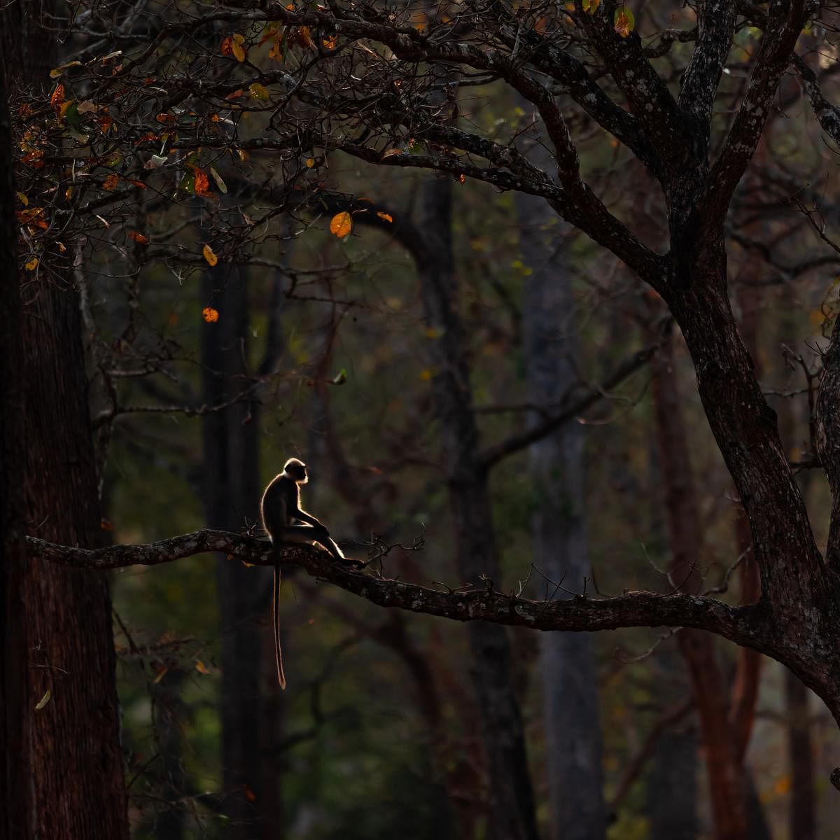 Perched gingerly. Nagarhole National Park And Tiger Reserve, Karnataka