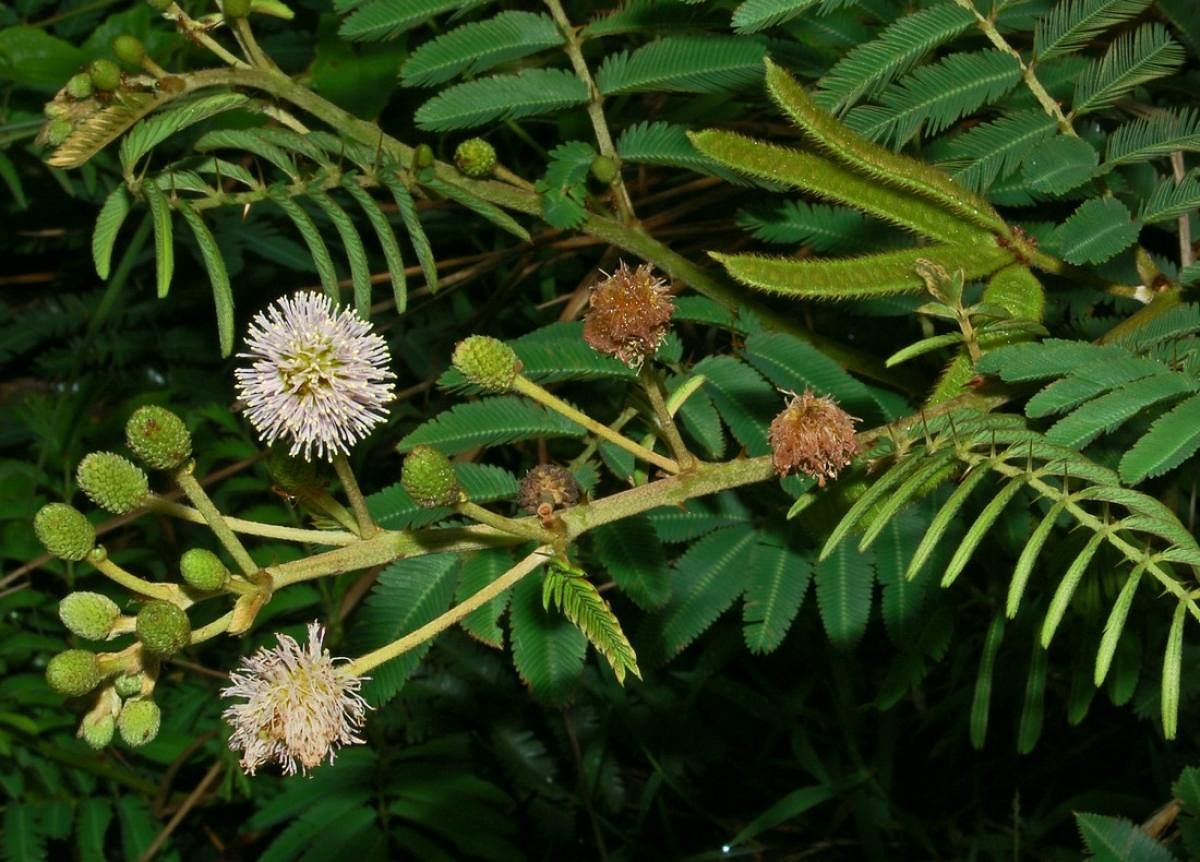 Giant sensitive plant (Mimosa pigra)