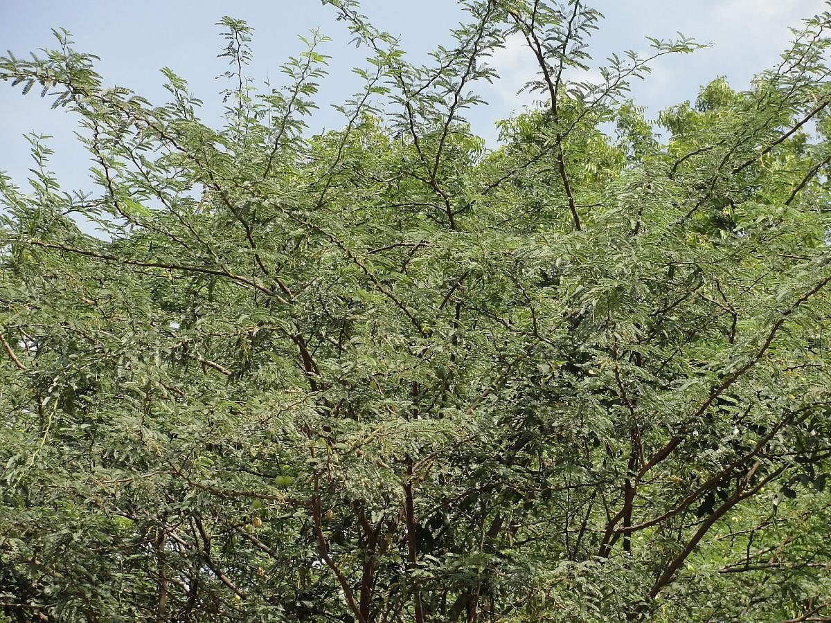 Mesquite (Prosopis juliflora)