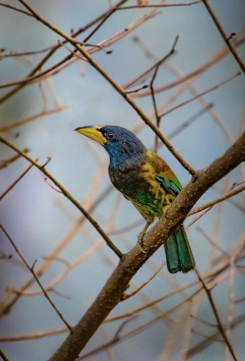 Great Barbet