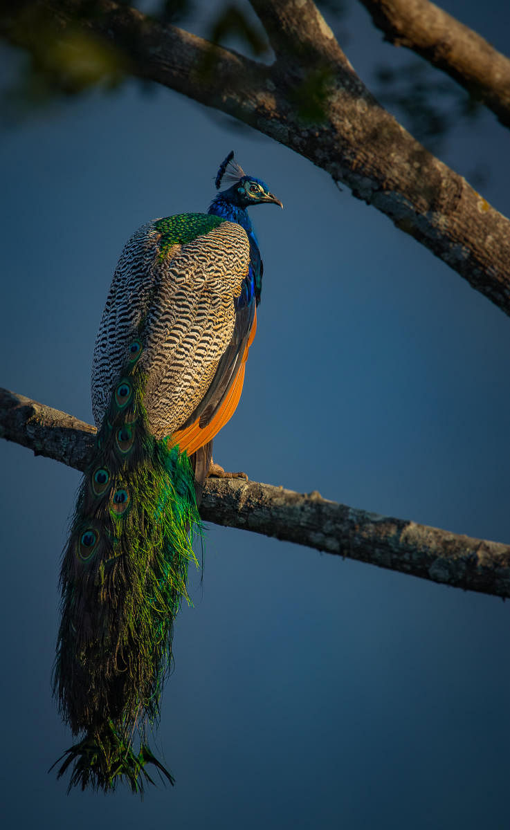 Peacock. PHOTOS BY AUTHOR