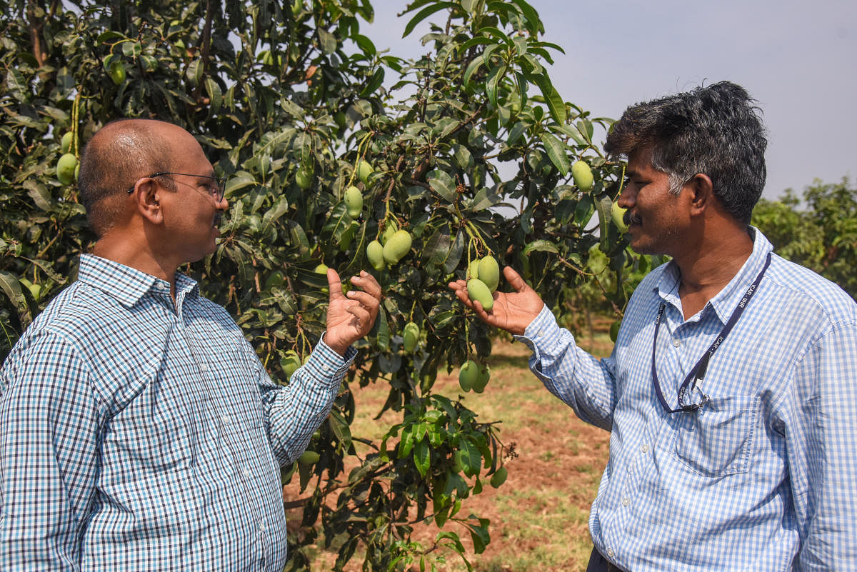 Dr K V Ravishankar, Principal Scientist and Dr M Sankaran, Principal Scientist, ICAR Indian Institute of Horticultural Research (ICAR IIHR), Hesarahatta Bengaluru. Credit: DH Photo by S K Dinesh