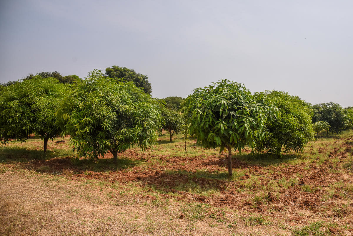 The appemidi orchard at Indian Institute of Horticultural Research, Bengaluru; (below) appemidi pickle and appemidi in brine. Credit: DH Photo by S K Dinesh, Mangala Kakal