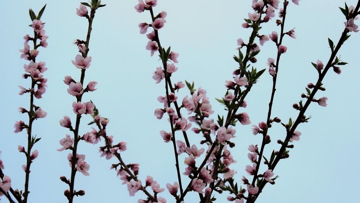 Scientifically, cherry blossoms belong to the genus Prunus in the Rosaceae family.