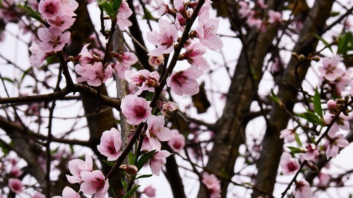 If we peruse the available literature, cherry blossoms have been a documented botanical jewel of Sikkim since the early 1900s.
