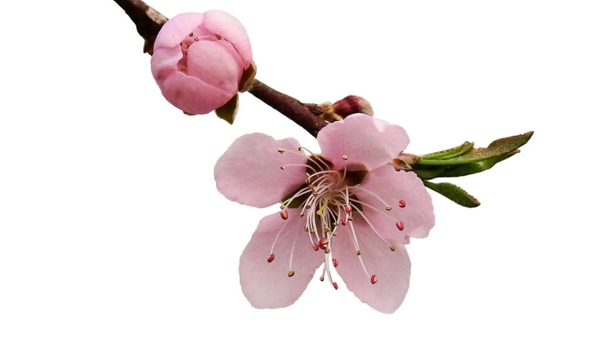 The Japanese Sakura also finds its place in Sikkimese history as “Sakura