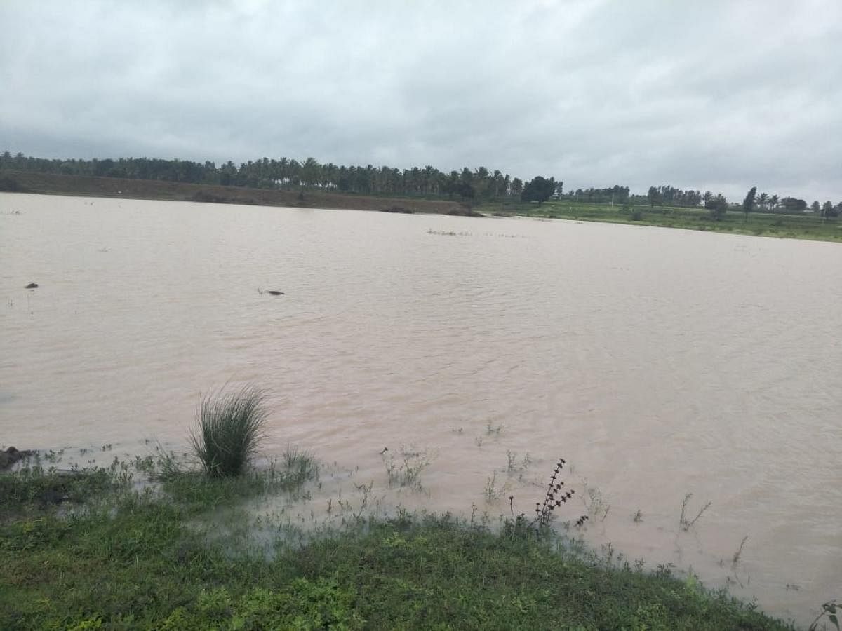 Volunteers have rejuvenated 60 kalyanis and 14 lakes in Hassan district in the last four years. (In pic) Doddakondagola lake in full glory. DH Photo