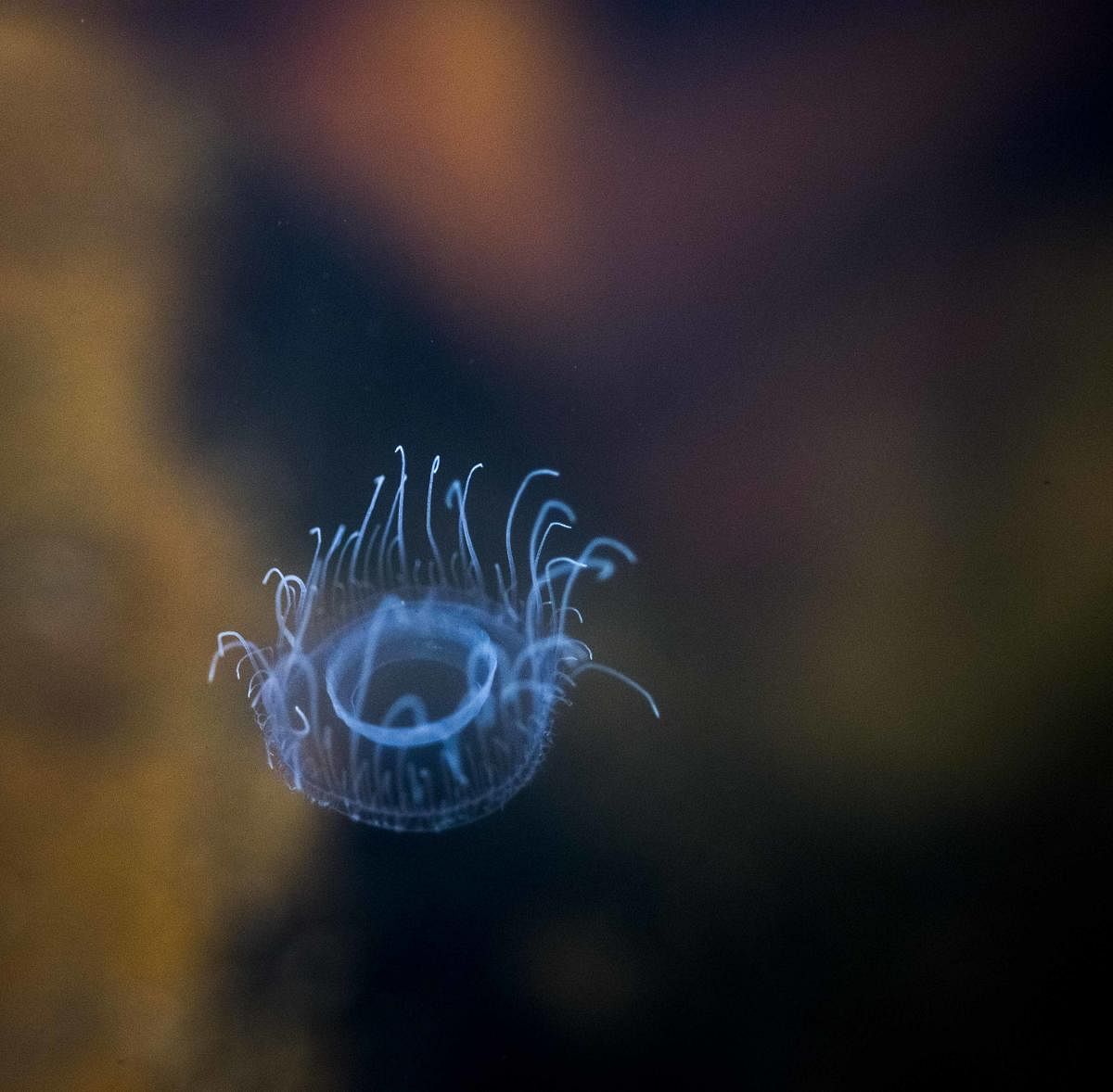 A freshwater jellyfish