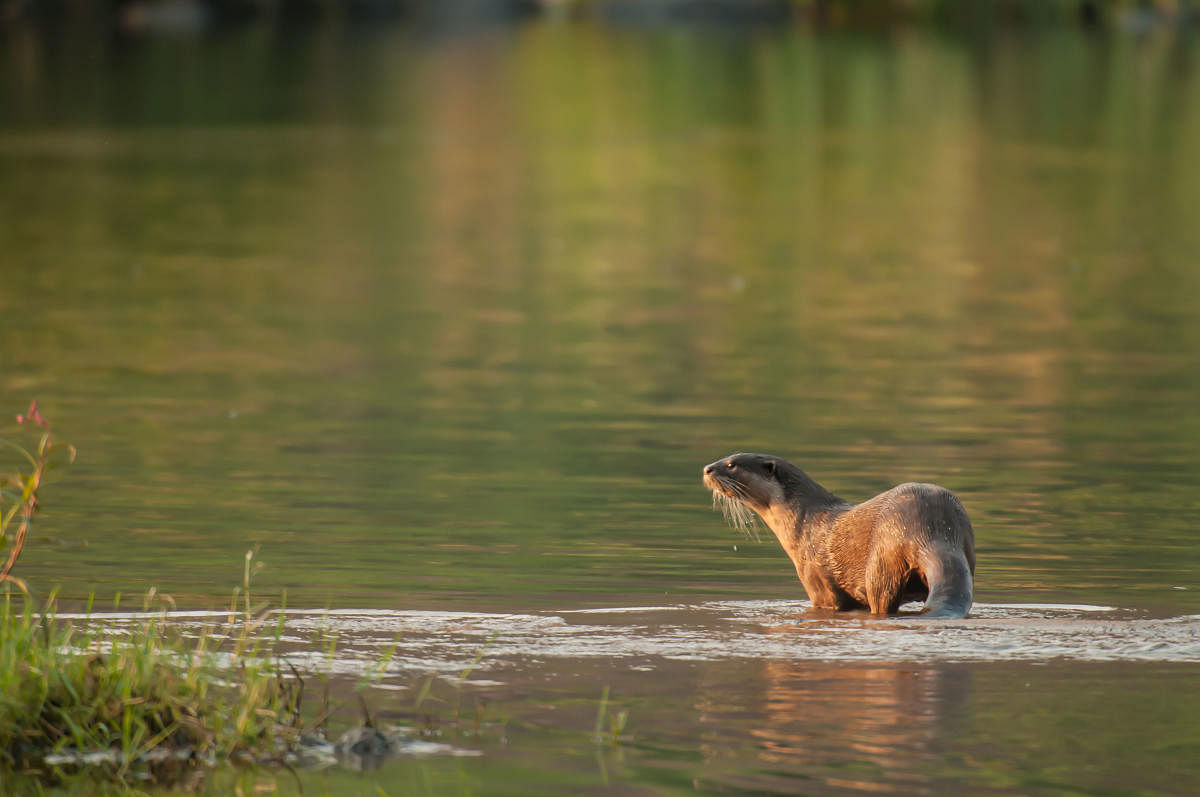 Otter at Galibore