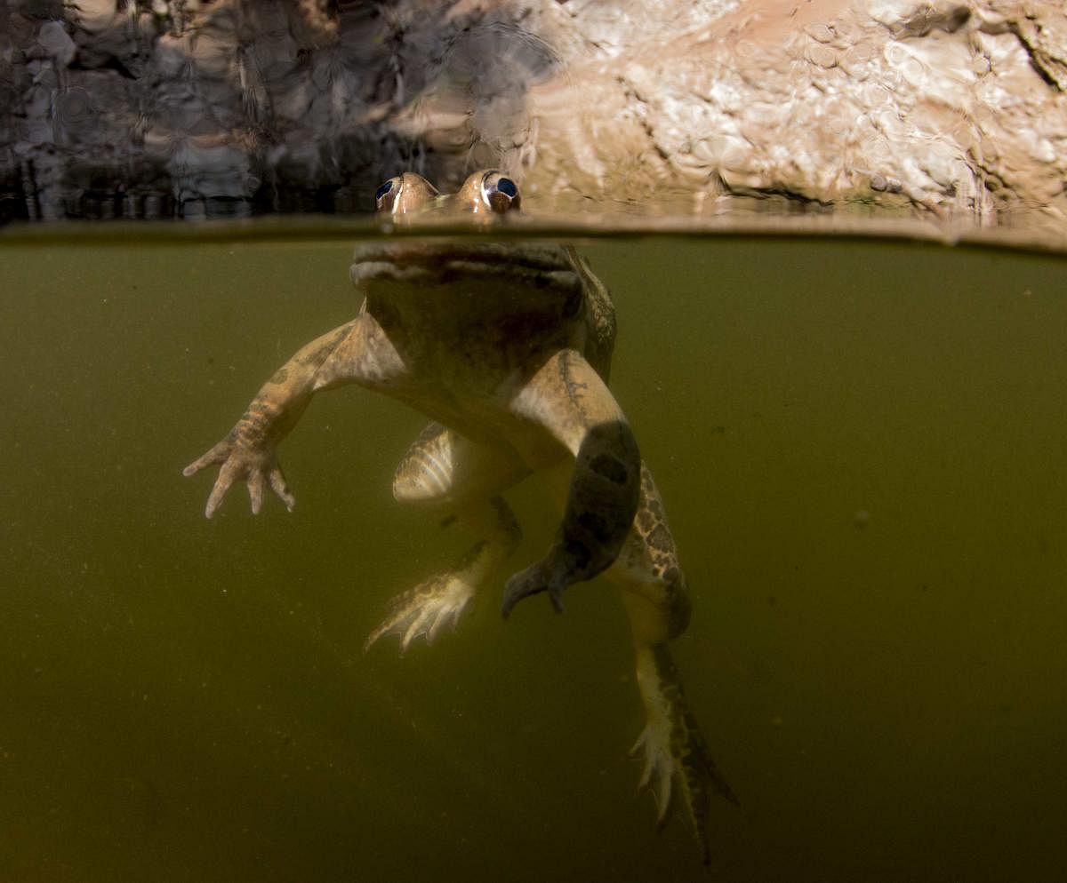 Indian bullfrog peering at the camera in an “over/under” shot