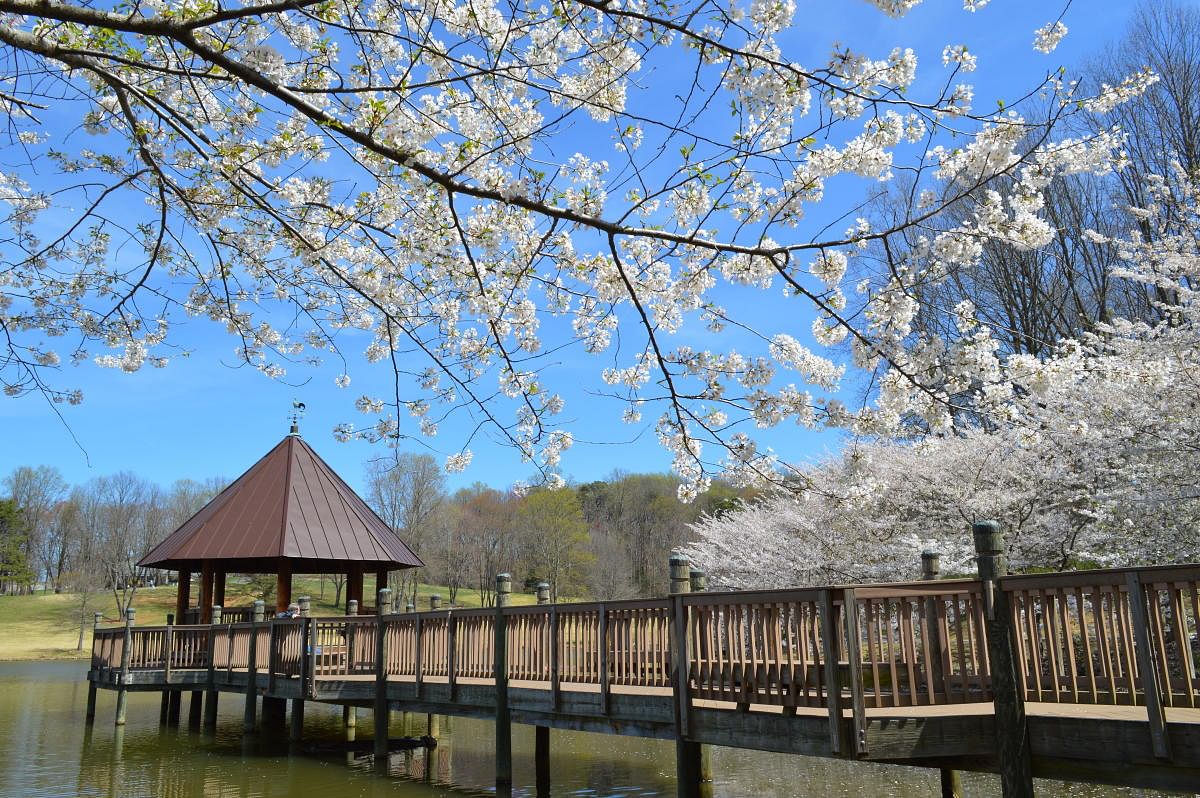  Meadowlark Botanical Gardens. PHOTO By Patrick Lennon