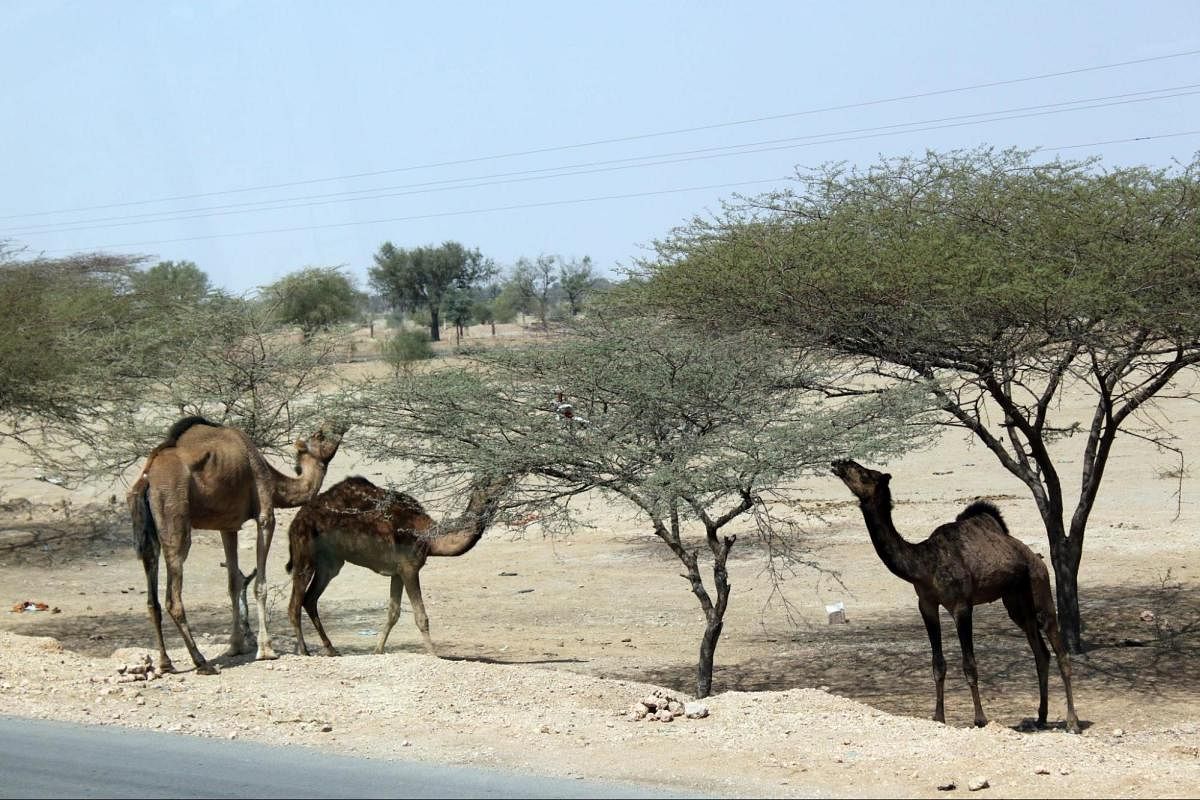 The Thar desert in Rajasthan is spread over 2.34 million sq km and is expanding into 12,000 hectares of productive land each year. Credit: Anagoria