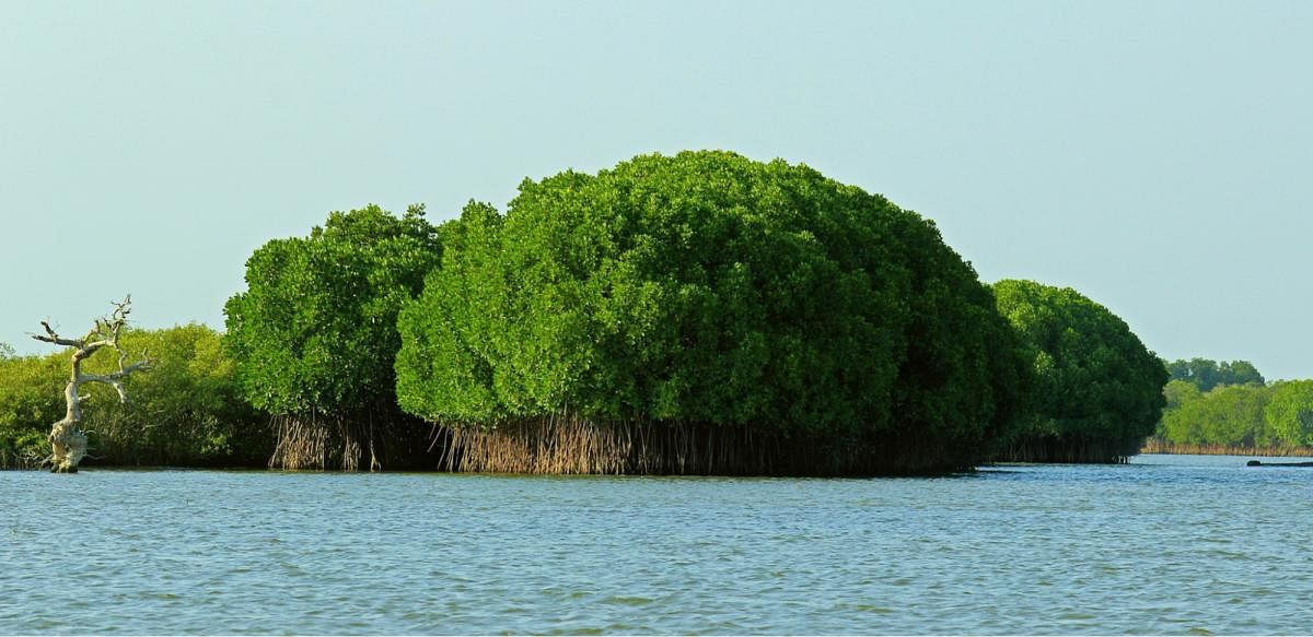 India’s mangrove cover of 4,900 sq km is home to endangered Bengal tigers, fishing cats, otters and saltwater crocodiles. Credit: Karthik Easvur