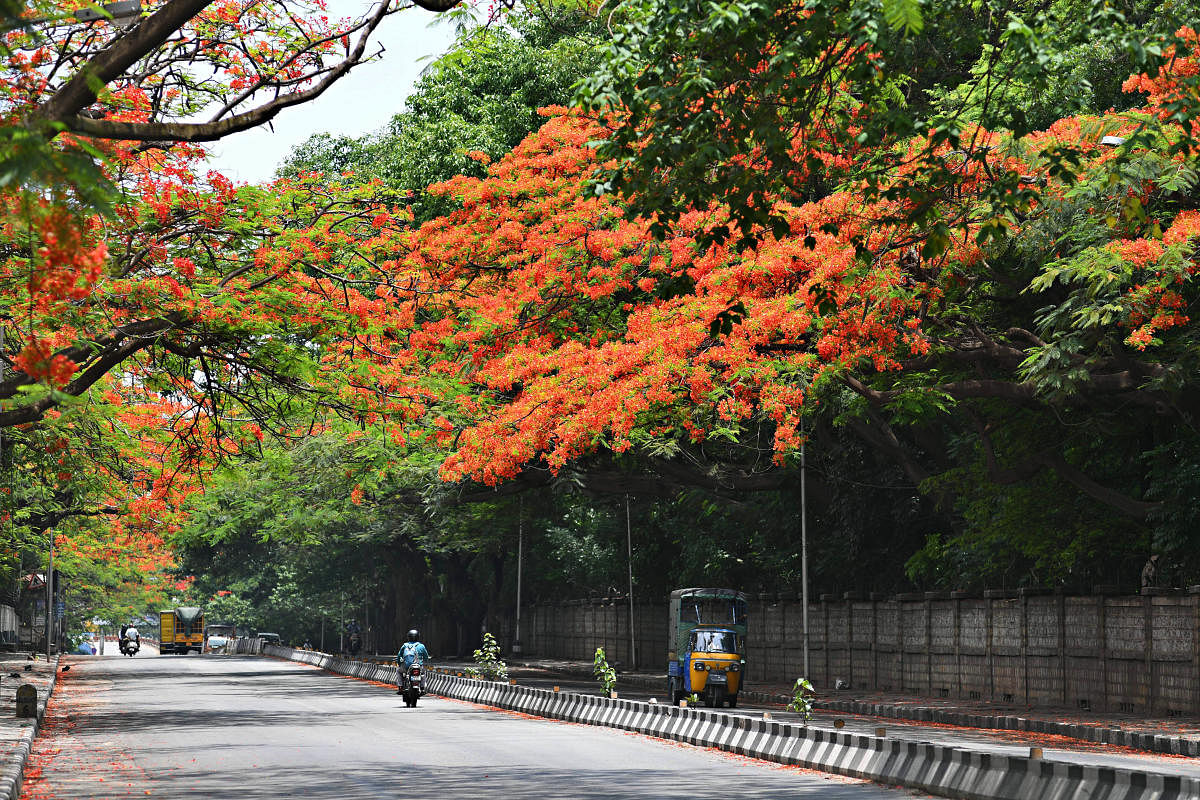  Colour amid curbsAmid the pandemic-driven lockdown, Bengaluru's blooming Gulmuhur trees create a canopy over desolate roads on Thursday. DH PHOTO/PUSHKAR V