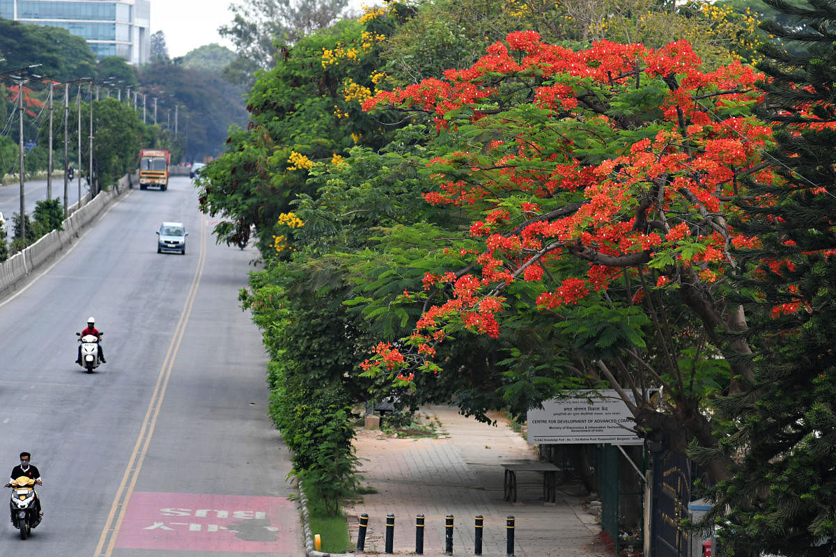 Amid the raging pandemic, city's trees bloom with flowers and some create a canopy on the road in different areas on Thursday, May 13, 2021. DH PHOTO/PUSHKAR V