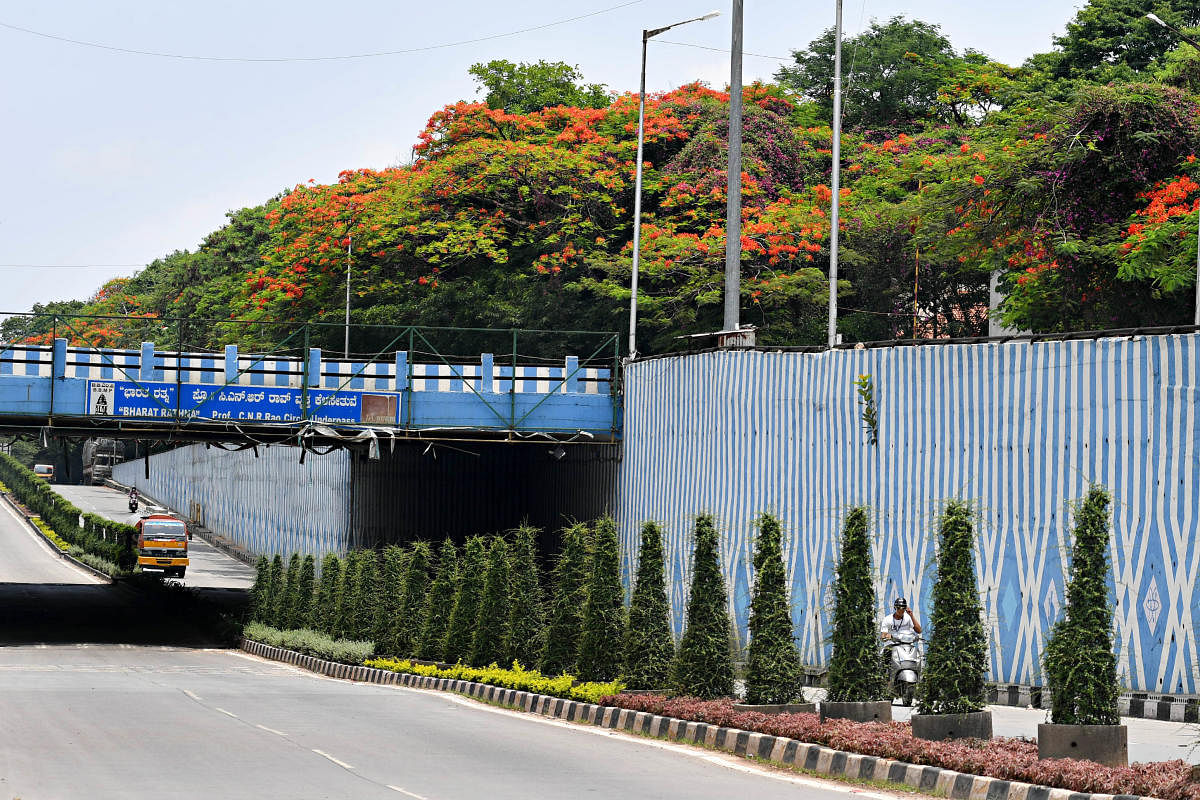 A view of old avenue trees above the bridge and newly planted ones by the side of C V Raman Road near IISc.