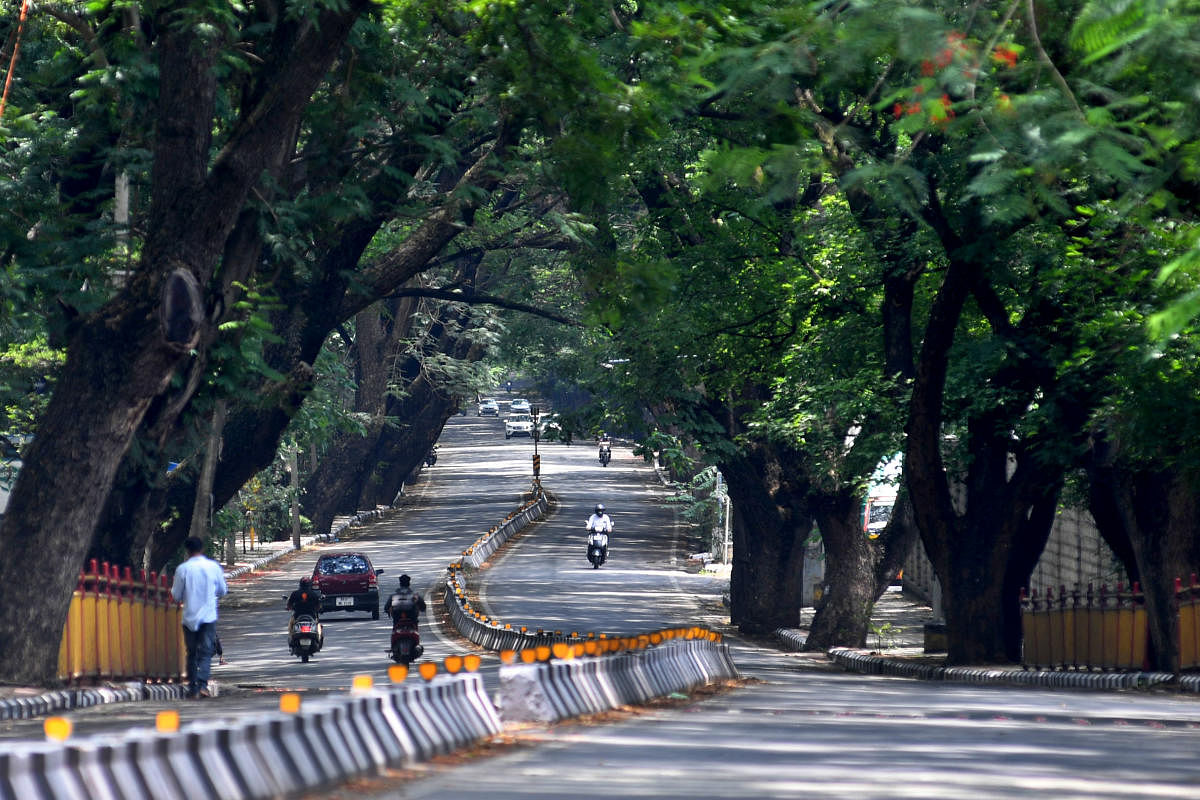 Amid the raging pandemic, city's trees bloom with flowers and some create a canopy on the road in different areas on Thursday, May 13, 2021. DH PHOTO/PUSHKAR V