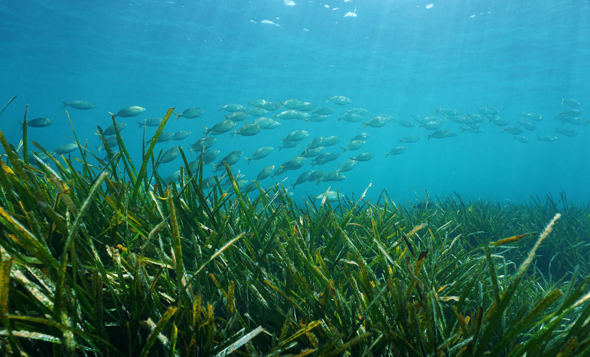 Seagrasses. Getty images