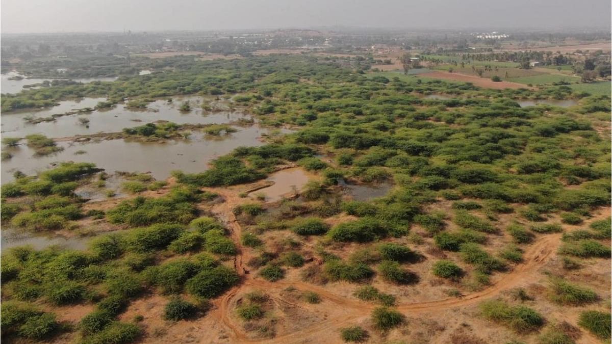 The 285 acre lake at Ginigera village near Koppal town witnessed eutrophication due to encroachments, dumping of garbage, discharge of effluents, blockades of feeding channels and rapid urbanisation. Credit: Darshan Kumar Vastrad