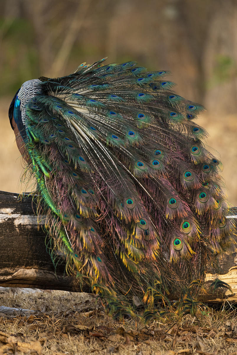A peacock displaying its magnificent plumage at Kabini Backwaters