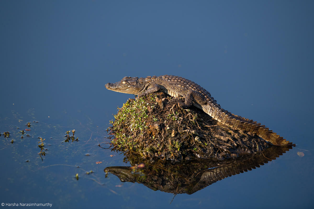 A baby crocodile at Ranthambore