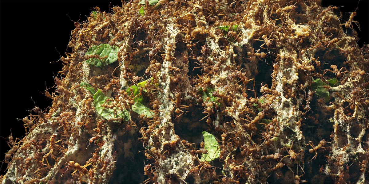 Putting the Ants in Antibiotics. Ant fungus garden. Photo courtesy John Innes Centre