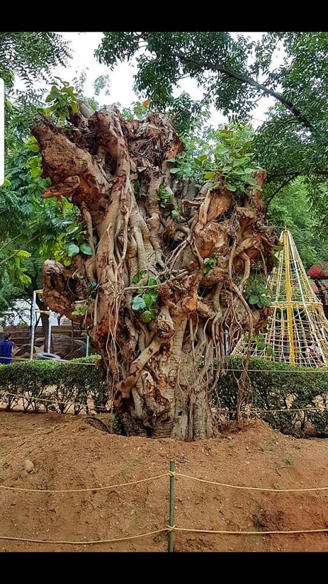 A 90-year-old Banyan tree that was translocated by the Vataa foundation. Special arrangement. Special Arrangment 