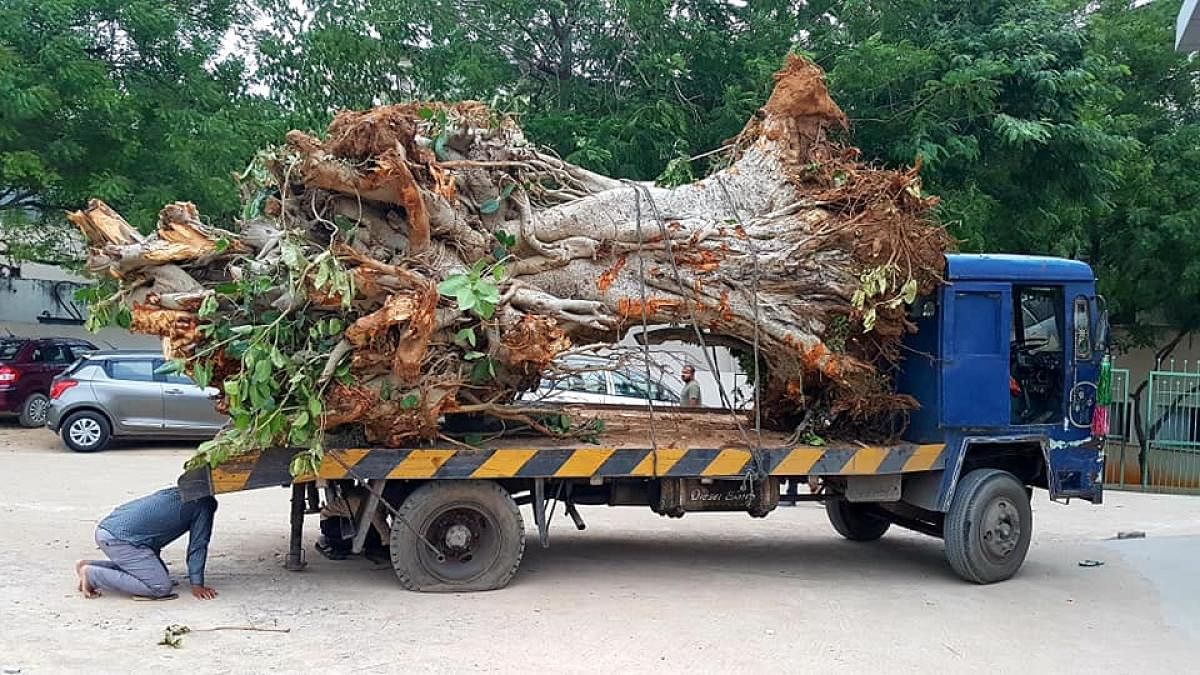 A vehicle moving a translocated tree to its new destination. Special arrangement 