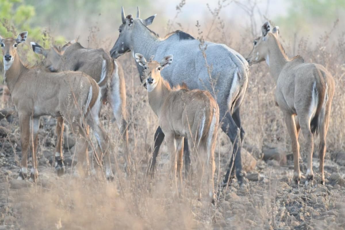 A herd comprising male and female Nilgai spotted in Bidar recently. Photo by Vivek Baburao and Jyoti M Biradar