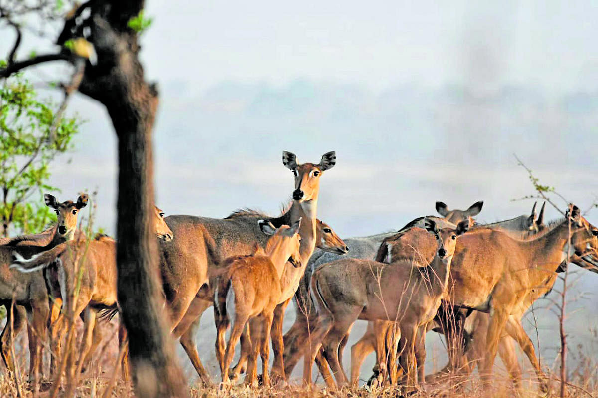 With the sighting of nilgai (in pic) recently, Bidar now has the distinction of being the only place in Karnataka to house all four types of antelopes—nilgai, chinkara, four-horned antelope and blackbuck. Photos by Vivek Baburao and Jyoti M Biradar, Pa