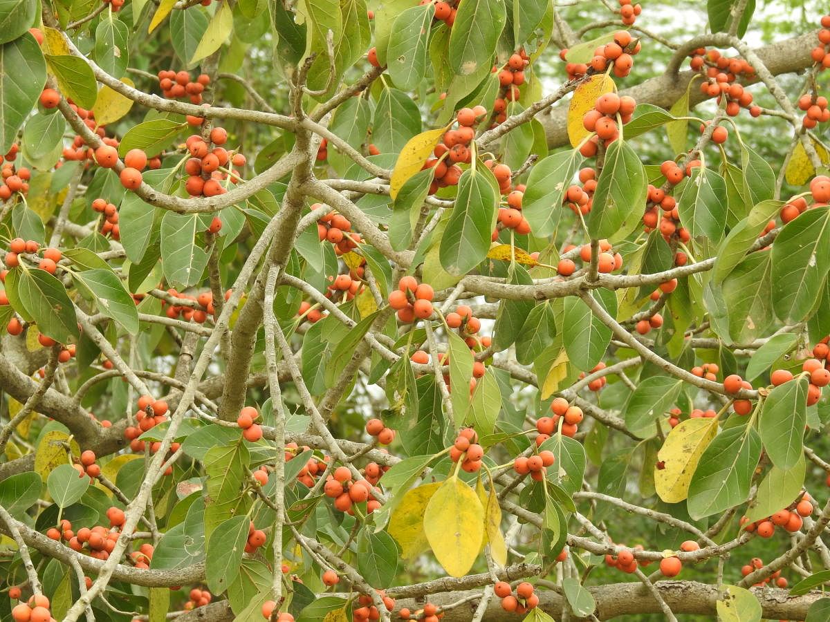 Figs and the forests they nurture