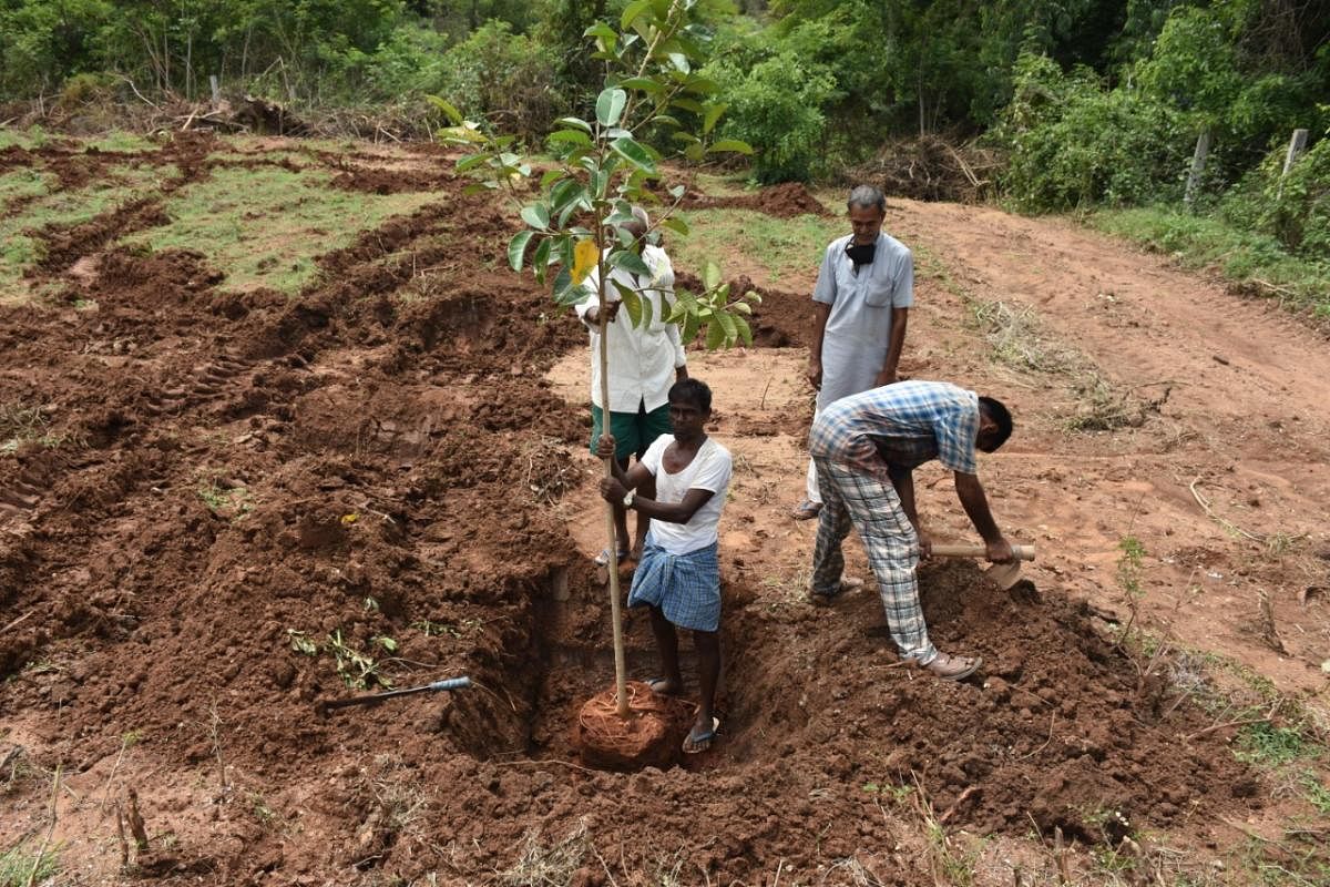 Ficus species being planted at Janapada Seva Trust at Melkote.