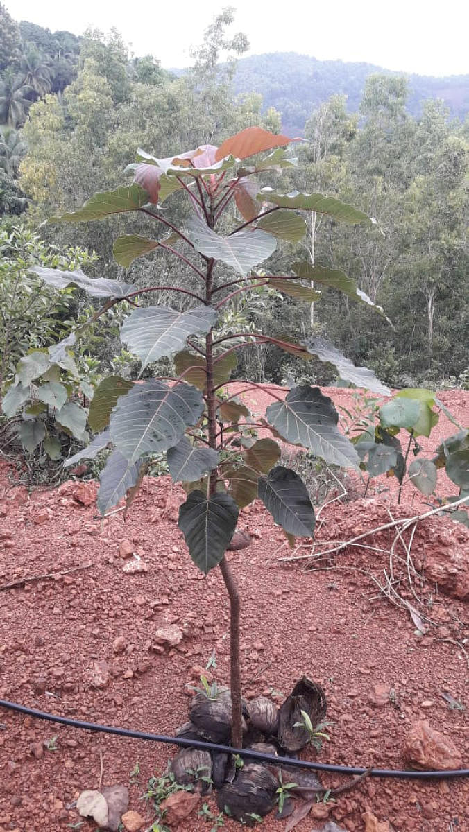 Ficus plants thrive in diverse ecosystems and tough terrains.