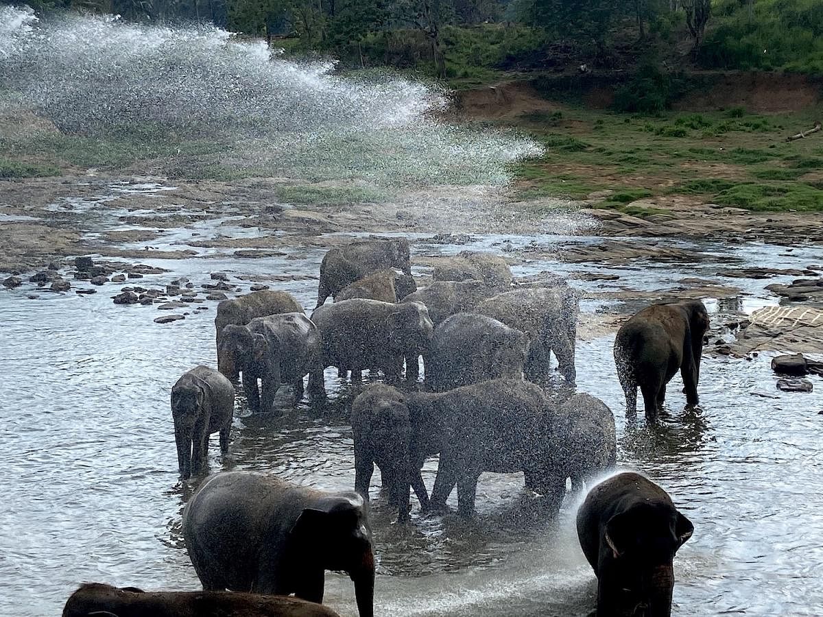 Elephant shower at Pinnawala