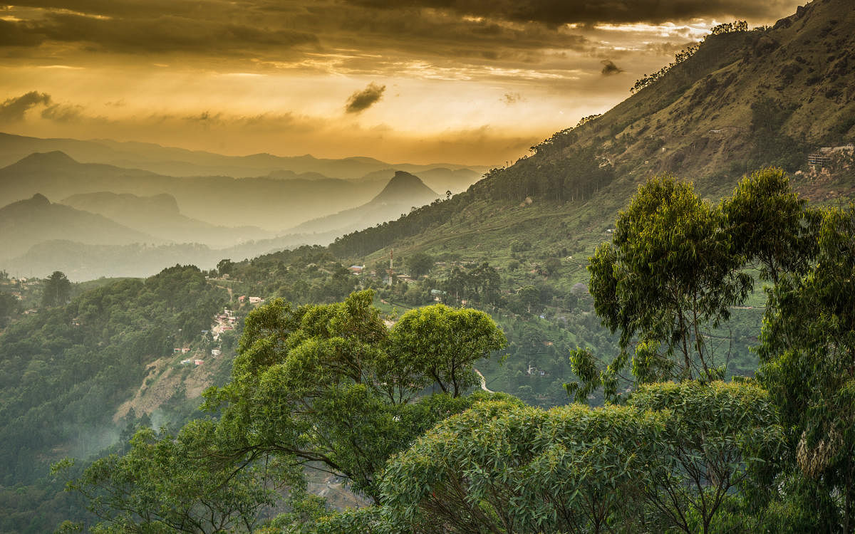 A view of the Western Ghats in Munnar. iStock