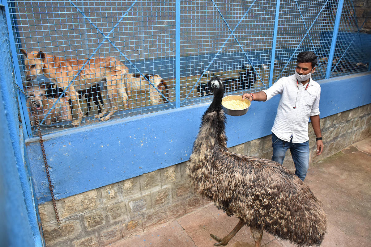 Joint caption for pic 2 & 3: Karuna takes in 150 to 200 animals and birds and gives up 25 to 30 for adoption every month. It has a capacity to house a little over 400 of them.