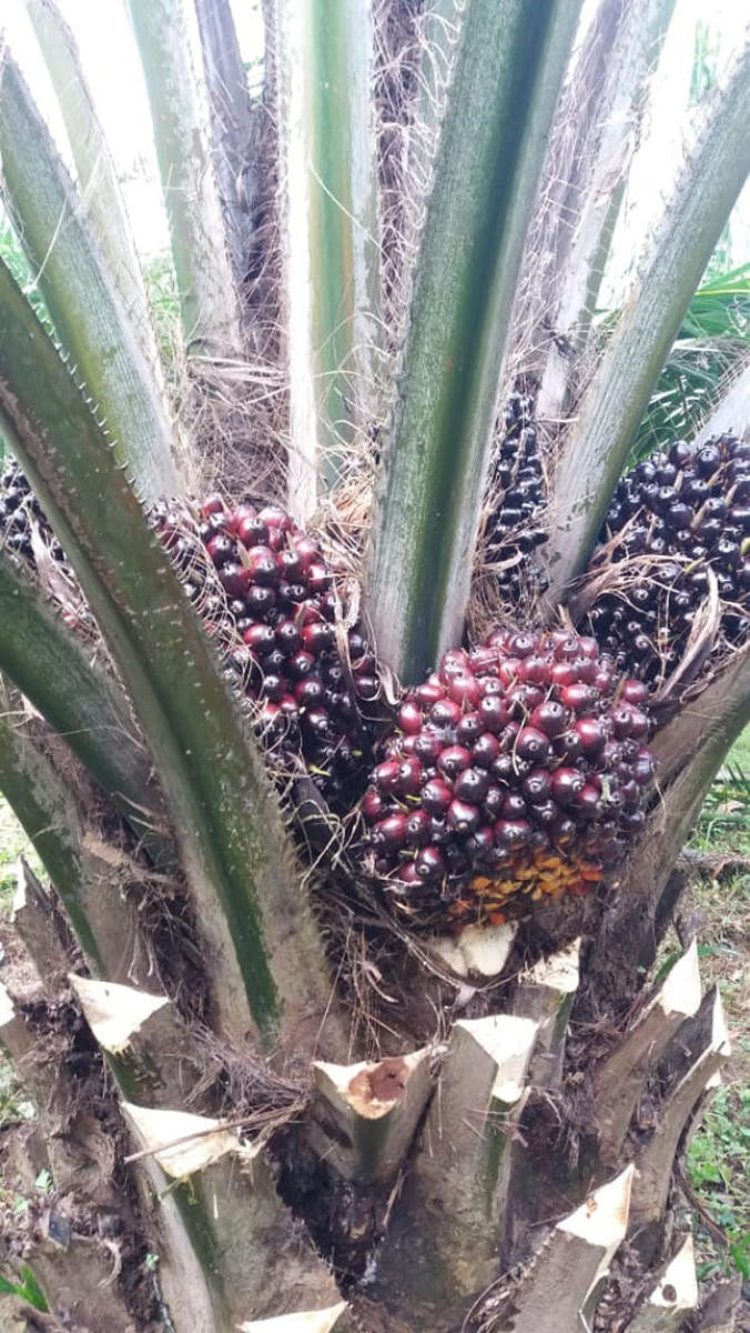 Palm oil cultivation at Khungrajani village in Assam's Goalpara district. (photo credit: Jiban Rabha)