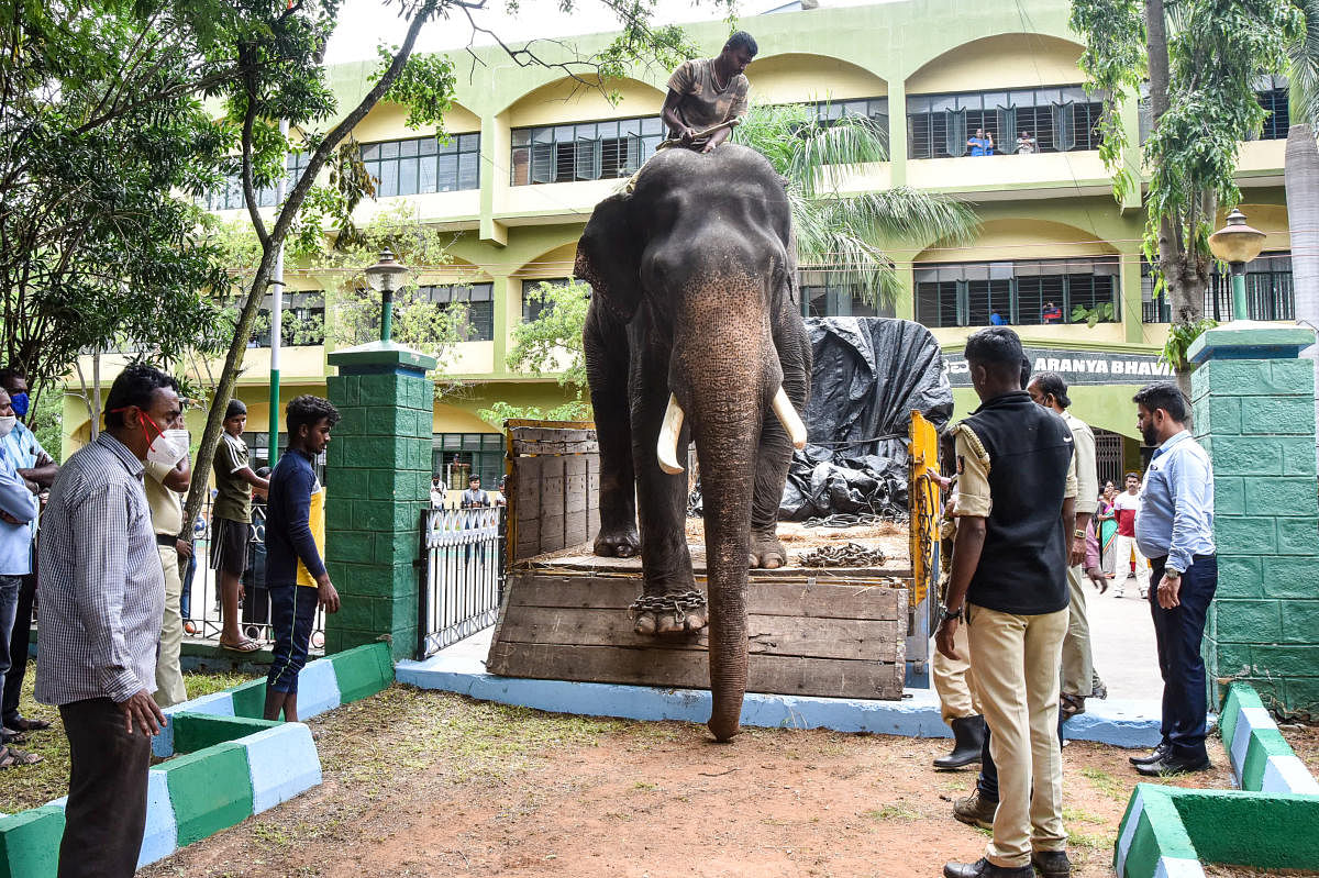 Dasara elephants, being welcomed at Aranya Bhavan, office complex of the Forest department, at Ashokapuram, in Mysuru. DH Photo