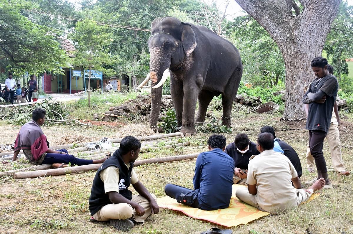 Dasara Elephants and caretakers relax. 