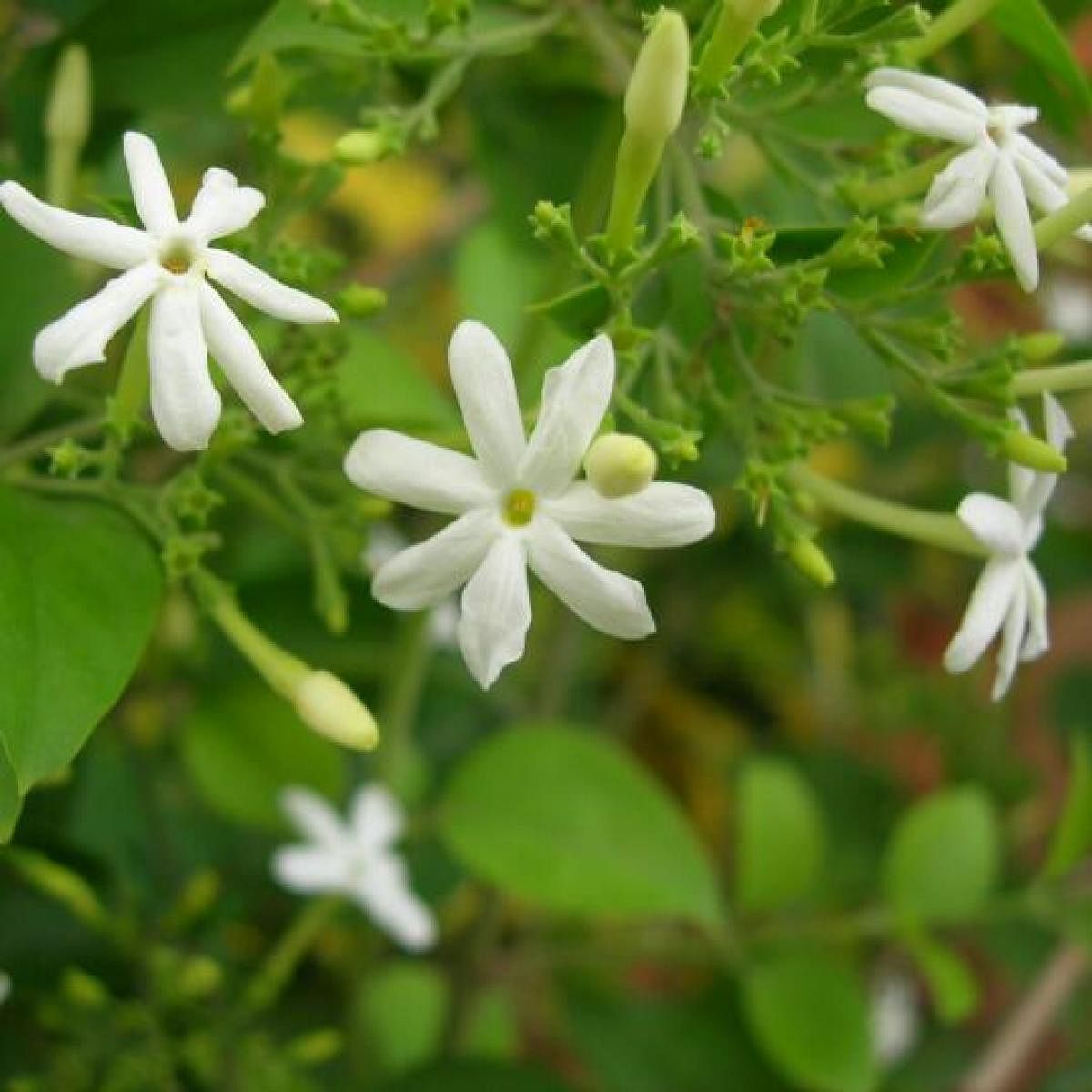 A flowering Mysore mallige plant. DH Photo