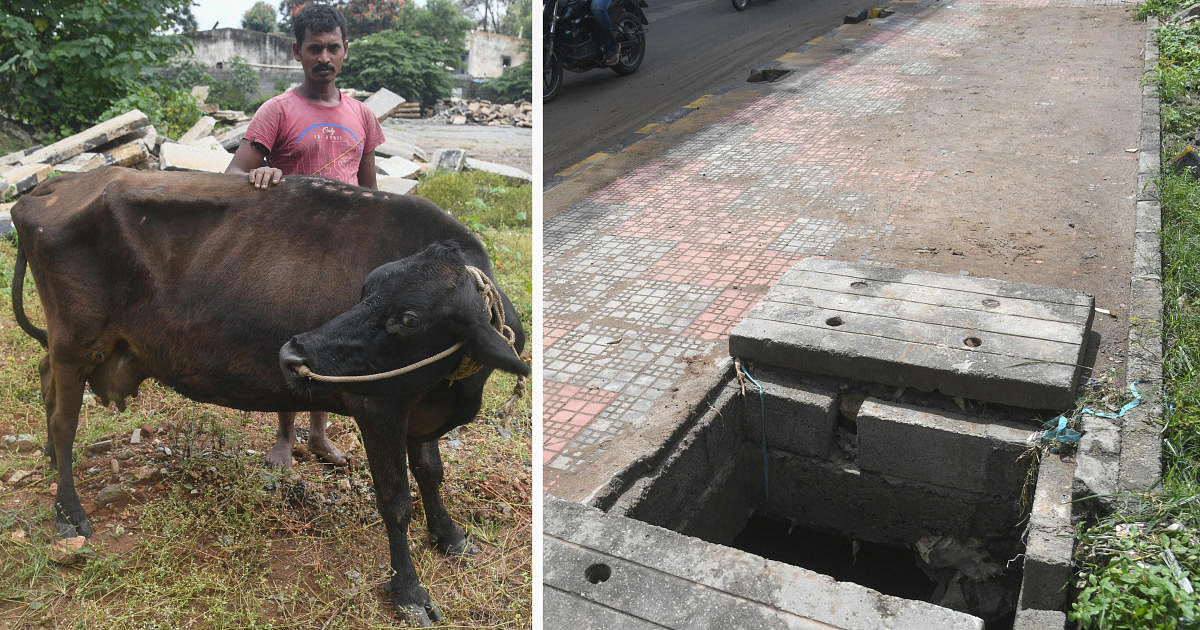 Manuraj Urs attends to the rescued cow near Jnanabharathi. (R) The spot where the calf fell into the Vrushabhavathi. DH PHOTOS/S K DINESH
