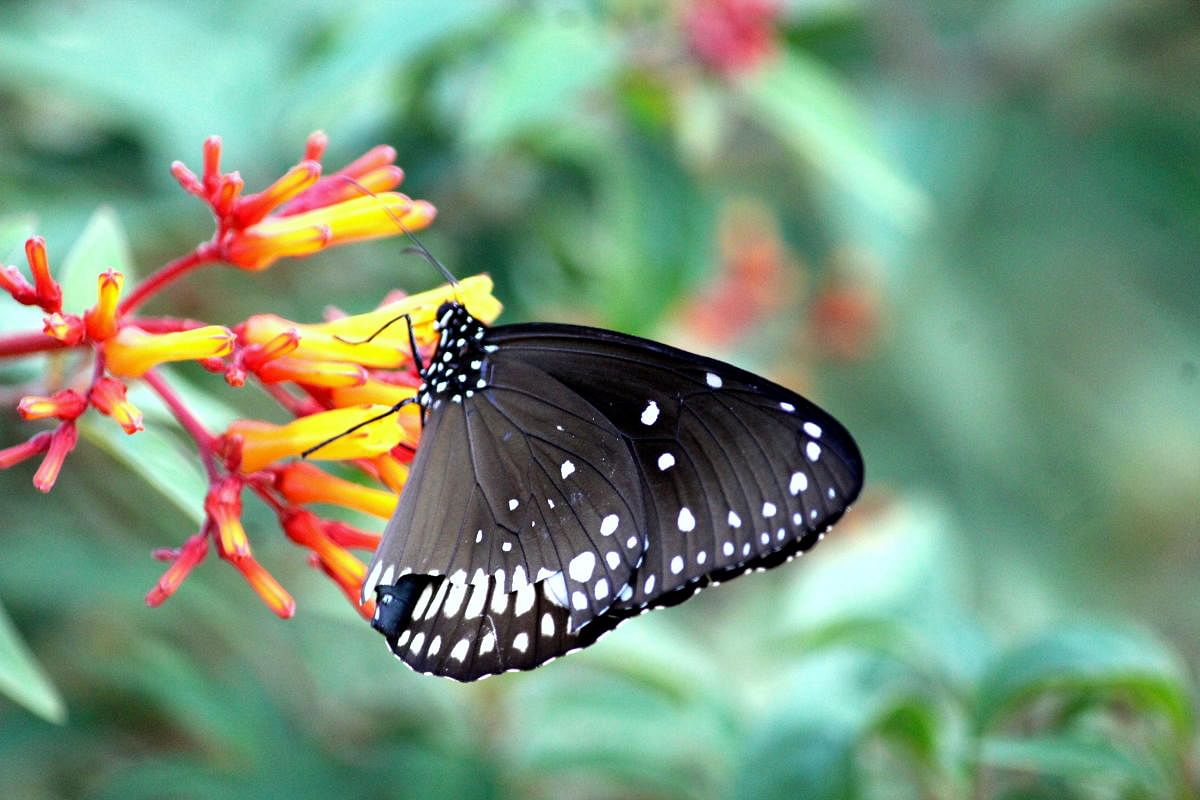 Common crow. Photos by author