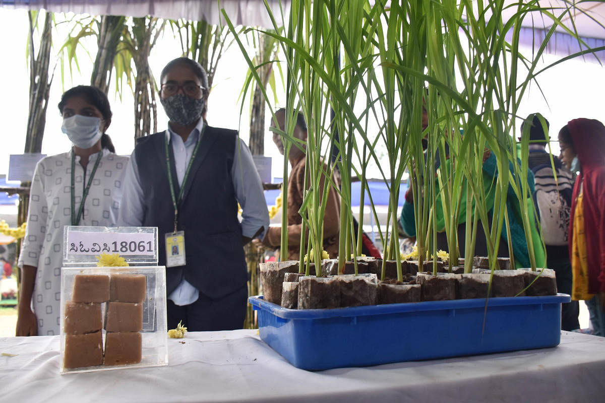 A new variety of sugarcane, developed by UAS scientists from Mandya, on display at Krishi Mela. This variety is best suited for the extraction of jaggery. DH Photo/BK Janardhan
