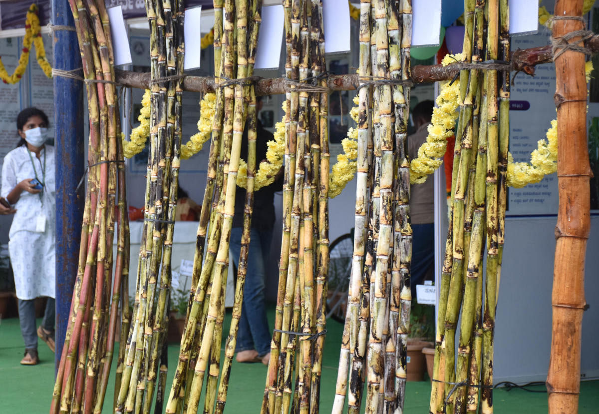 A new variety of sugarcane, developed by UAS scientists from Mandya, on display at Krishi Mela. This variety is best suited for the extraction of jaggery. DH Photo/BK Janardhan   