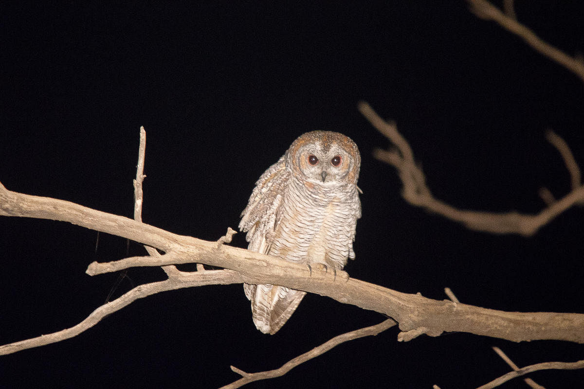 Mottled wood owl