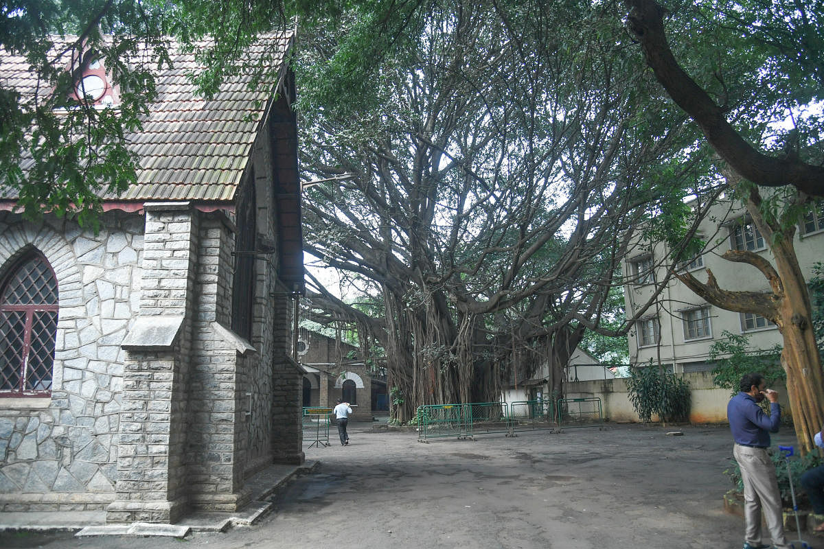 The BMRCL plans to cut 20 trees at the All Saints' Church compound but the church congregation fears it may affect many more. DH PHOTO/S K DINESH
