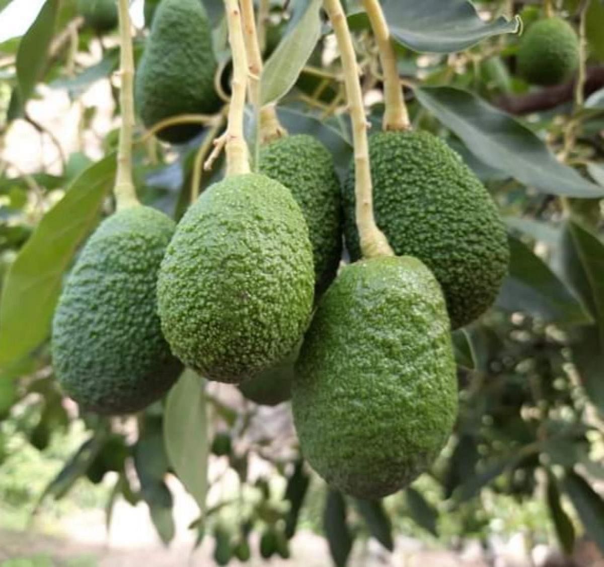  The high-yielding Hass avocado.