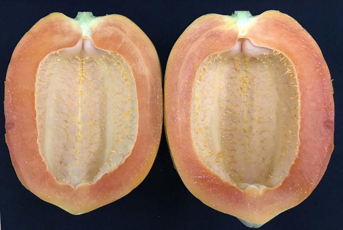 'Dawn Delight', a desi dwarf papaya variety developed by a Bengaluru-based biotech firm.
